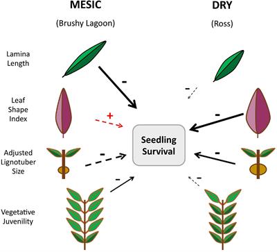 Directional Selection on Tree Seedling Traits Driven by Experimental Drought Differs Between Mesic and Dry Populations